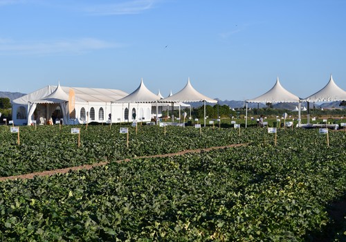 BASF | Nunhems® celebra su próximo Melon & Watermelon Business Event for Experts entre el 30 de junio y 4 de julio en Cartagena
