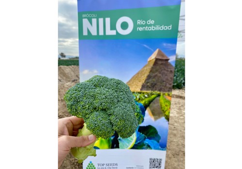 Nilo, el brócoli que revoluciona el campo murciano