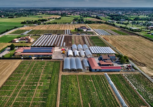 Nace 'Panora', la nueva empresa de semillas hortícolas que integra ISI Sementi, Top Seeds International y Totam Seeds