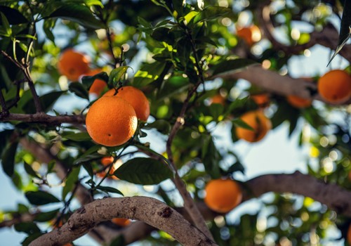 El azufre encabeza la lucha contra la acariosis y la araña común en los cítricos