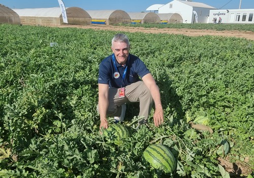 Syngenta abre mercado en sandía mini con microsemillas, posiciona su blanca Agata en aire libre y amplía en melón piel de sapo con alta producción y resistencias