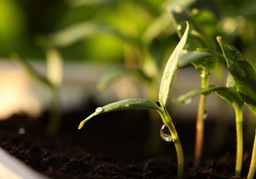 Francia, Italia, Portugal y España piden a los comisarios de Agricultura y de Salud reformas para agilizar la autorización de fitosanitarios