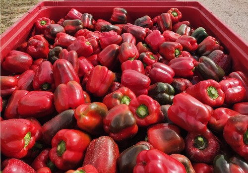 HM.CLAUSE suma Almenara, un California rojo con resistencia a oídio y nematodos