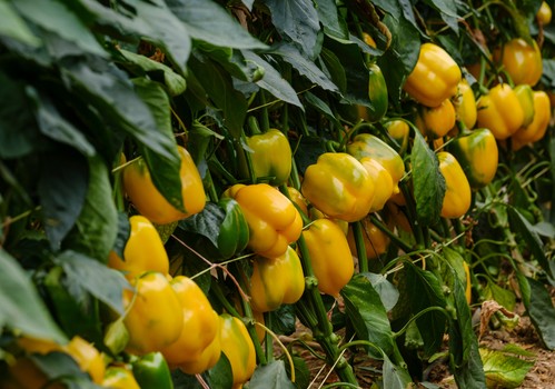 El catálogo de pimiento California de Syngenta propone variedades para responder a todas las necesidades