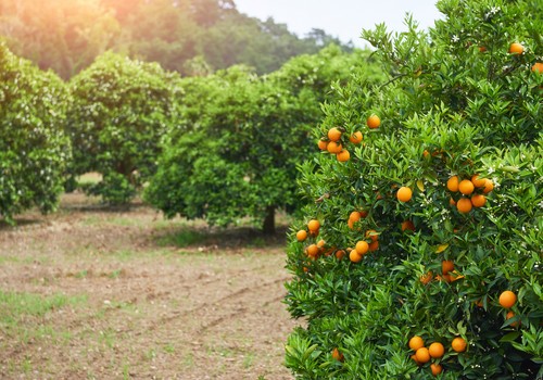 Azufres mojables: eficacia real frente a los ácaros en cítricos