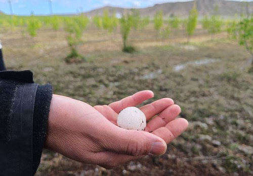 El Gobierno regional incrementa el presupuesto para el seguro agrario hasta los 7,2 millones de euros en 2025