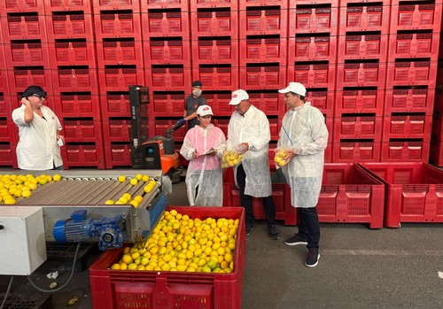 Técnicos de Agricultura inspeccionan más de 370 toneladas de limón importado para garantizar la ausencia de plagas
