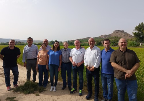 Más de 50 agricultores solicitan las ayudas al mantenimiento del cultivo tradicional del arroz que ascienden a 500.000 euros