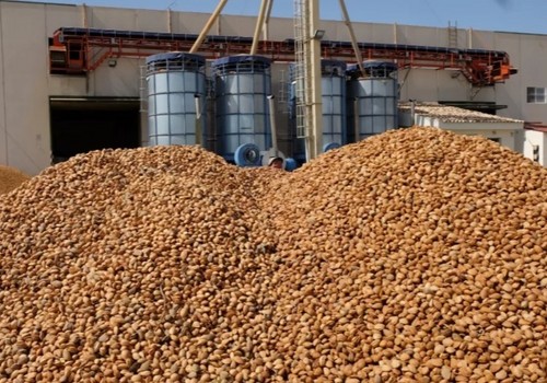 Fecoam alerta del riesgo para los productores de frutos secos ante los aranceles norteamericanos
