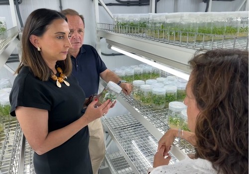 El IMIDA desarrolla nuevas variedades de pomelo que mejorarán la producción, tendrán más calidad y más valor añadido