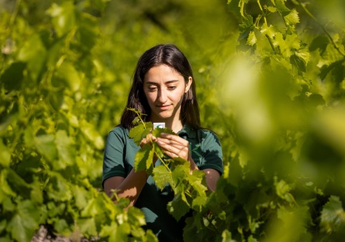 Azufre y cobre de origen biológico para control de enfermedades en cítricos y viñedo, en el stand de Koppert en Fruit Attraction