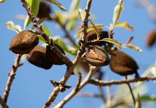 Arranca el plazo para suscribir los seguros de herbáceos, olivar y frutos secos