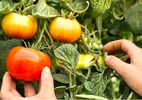 Un método rápido y económico facilita la evaluación de productos naturales como bioestimulantes en plantas