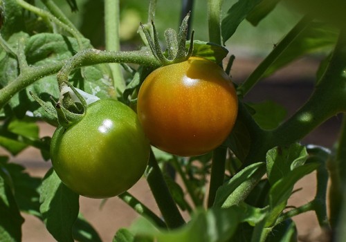 Marruecos refuerza su posición como primer proveedor del mercado español de importación de frutas y hortalizas