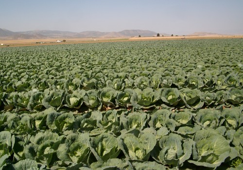 Planas señala que el sector agroalimentario participa del buen crecimiento de la economía española