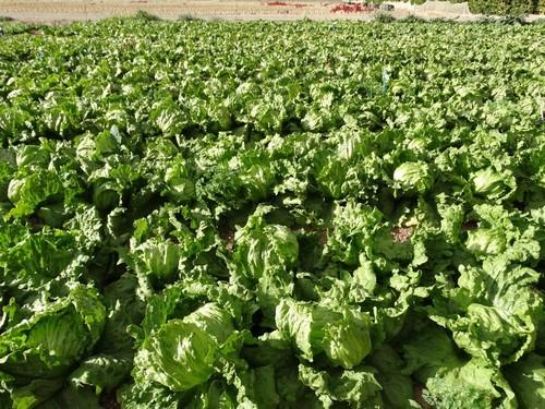 Meridiem Seeds proporciona material para la producción de lechuga durante todo el año liderando la investigación en la resistencia a fusarium