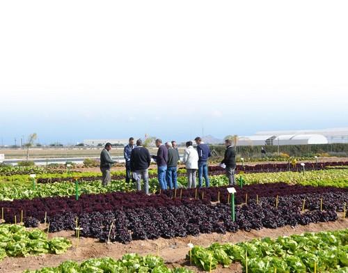 Bejo Ibérica muestra su amplio catálogo de lechugas, brassicas y otros cultivos de hoja  en su Finca El Aljibe de Valladolises