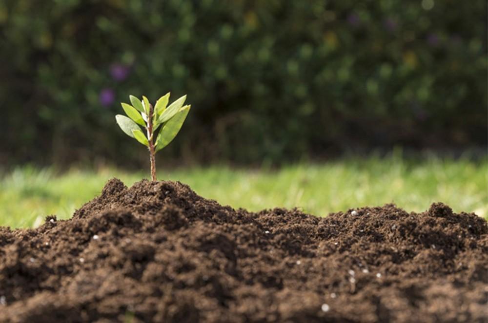 Efisoil Superbia: enraíza y fortifica el cultivo desde el inicio logrando la máxima rentabilidad de manera sostenible