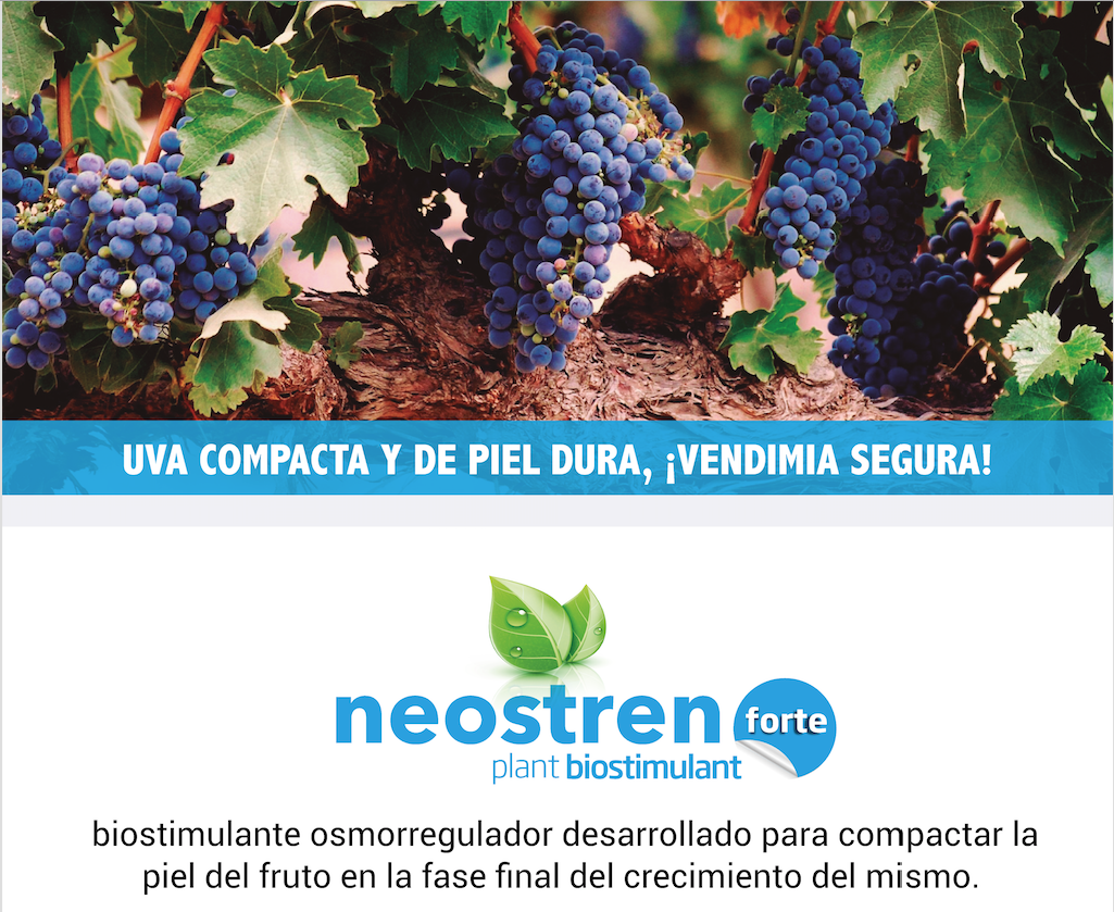 NEOSTREN FORTE consigue un hollejo sano y de calidad en la fase final de vendimia