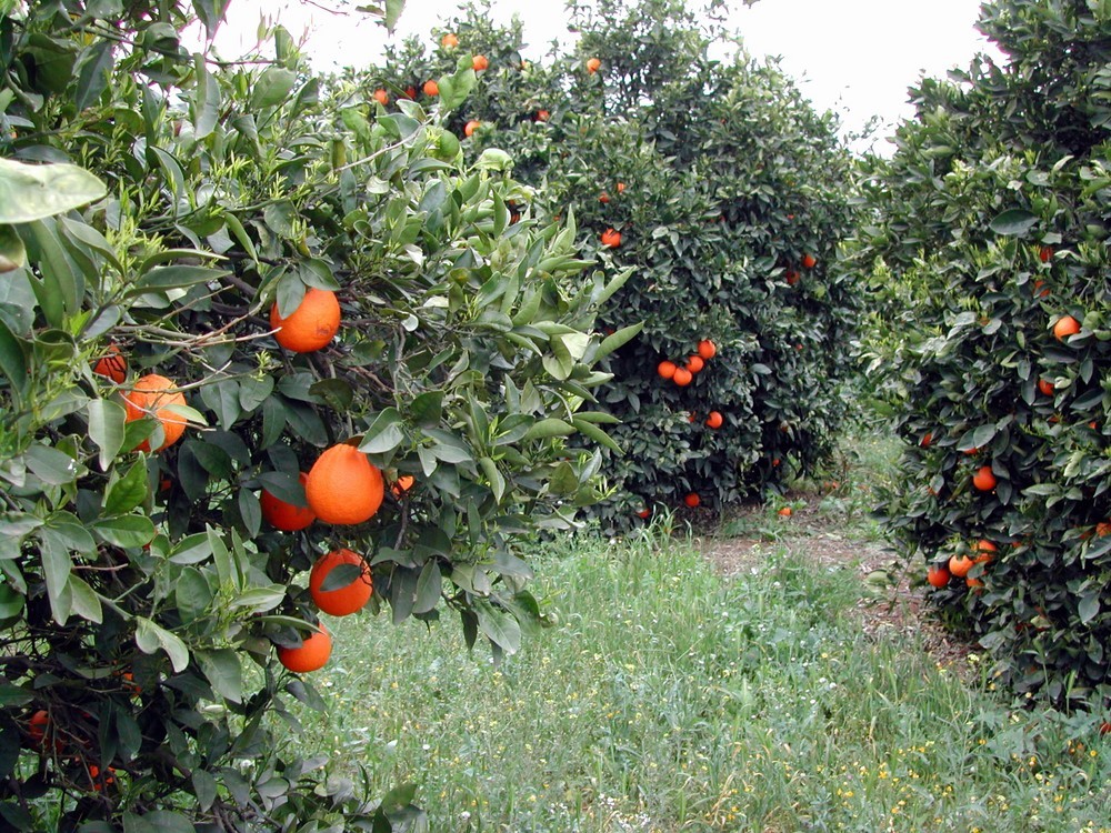 El Ministerio de Agricultura comunica un aforo de cítricos estimado de 6,93 millones de toneladas para la campaña 2020/2021