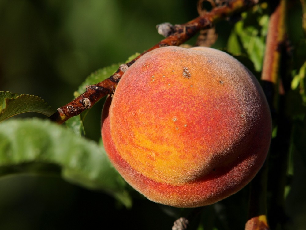 Agroseguro eleva las indemnizaciones de frutales a cerca de 130 millones de euros por los siniestros ocurridos en 2020