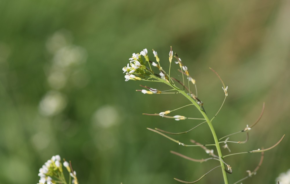 Una nueva herramienta génica permite identificar las distintas fases del ciclo celular de las plantas