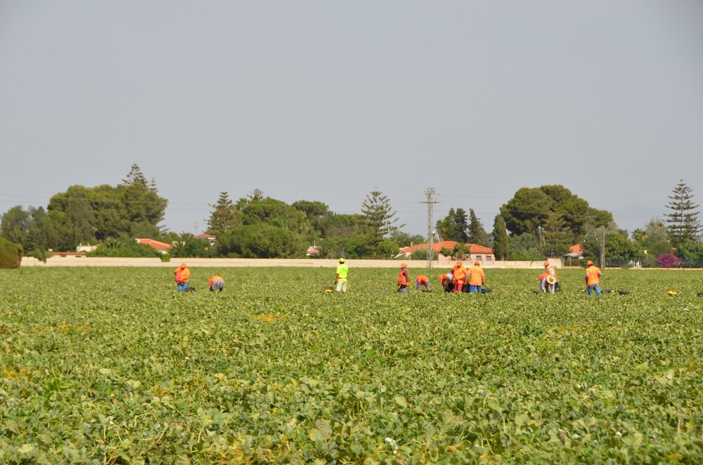 El Gobierno destaca los buenos resultados de los protocolos de vigilancia y detección de los brotes de COVID-19 en el campo