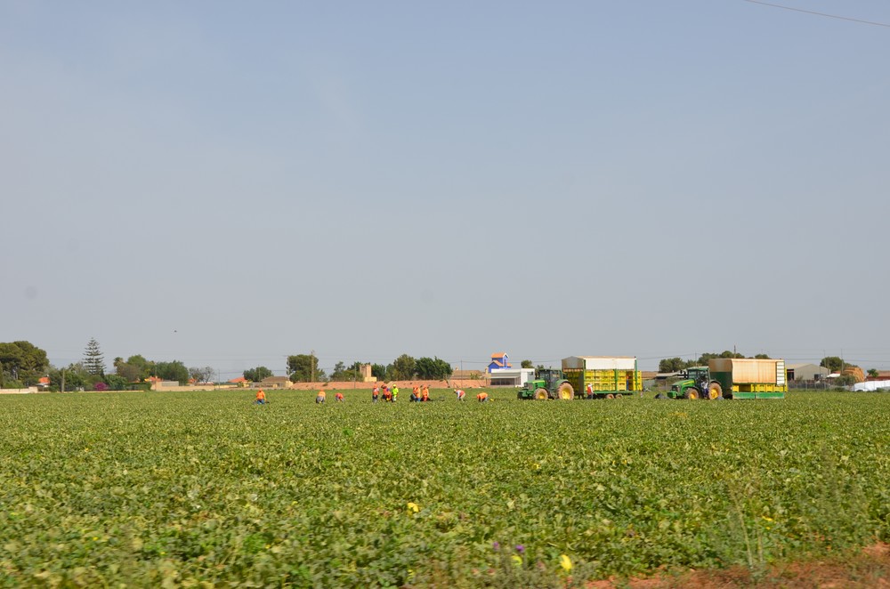 ASAJA considera insasumibles las medidas cautelares que pretende aplicar la Confederación Hidrográfica del Segura en el Campo de Cartagena