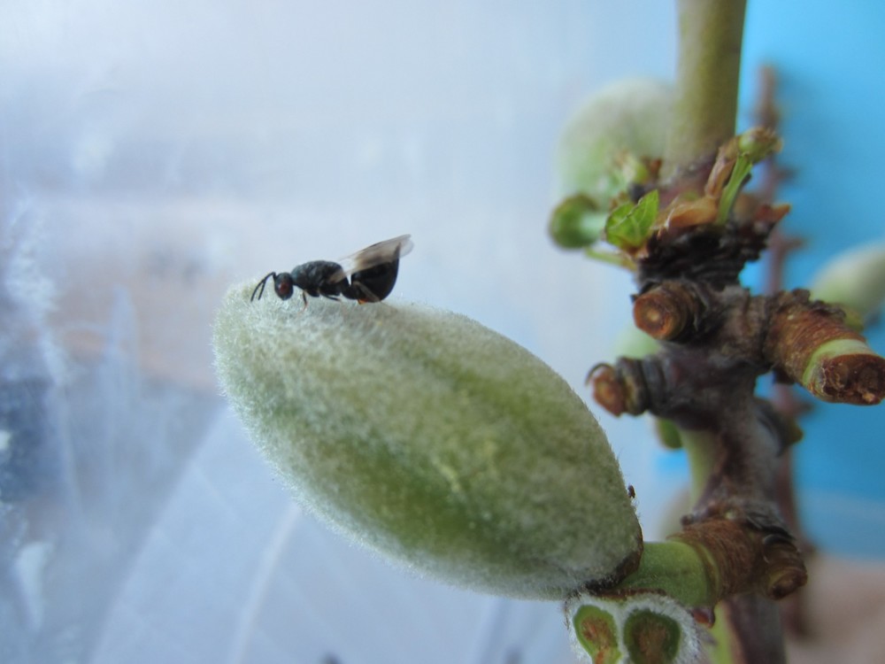 Agricultura logra limitar y reducir la plaga de la avispilla del almendro a través las investigaciones que desarrolla el IMIDA
