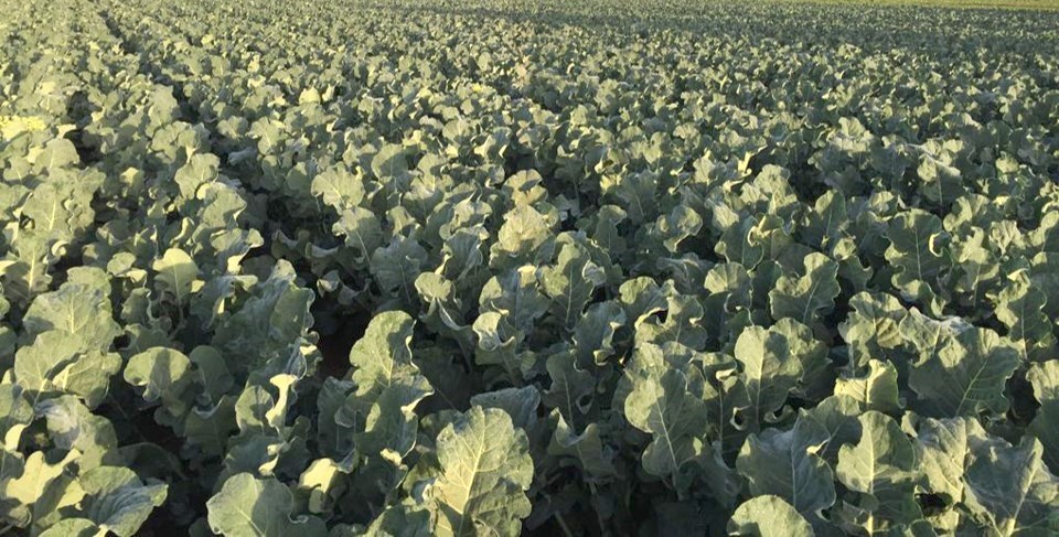 Certis apuesta por los productos  Bio-racionales en cultivos menores