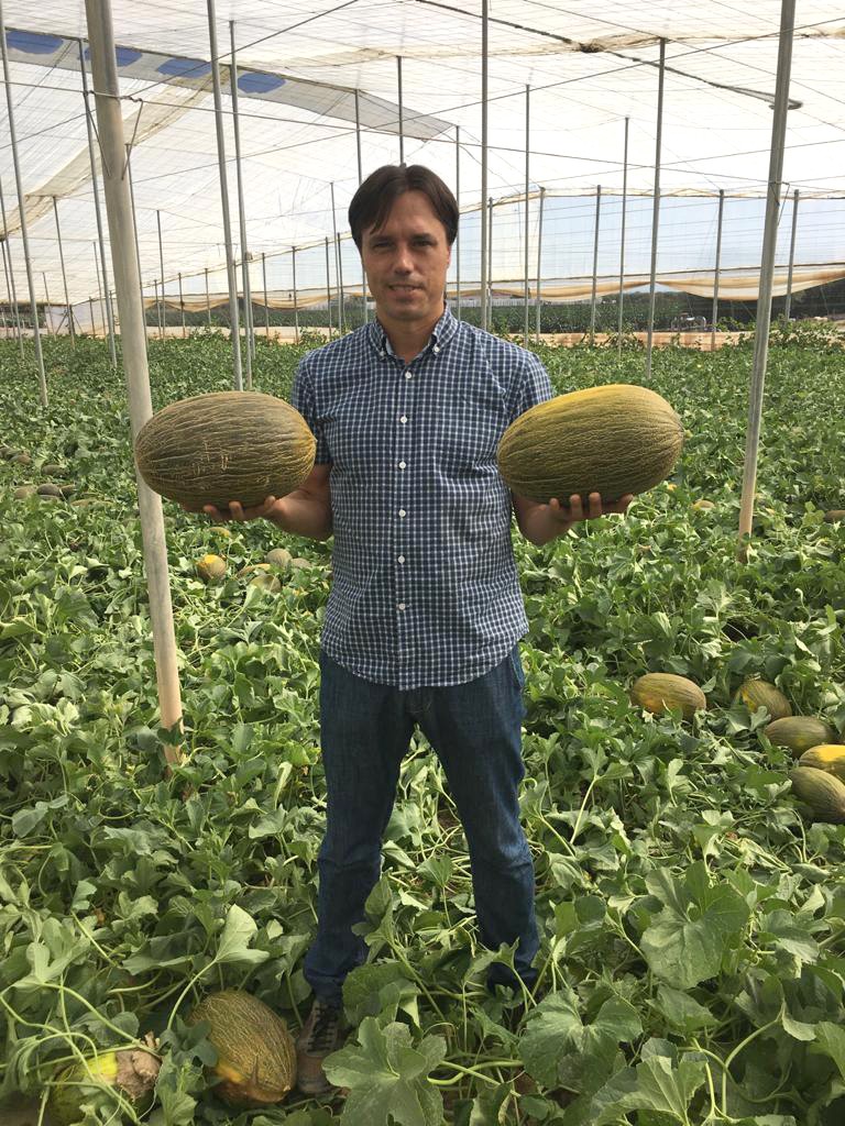 Don García F1 se consolida como referente en melón amarillo para temprano
