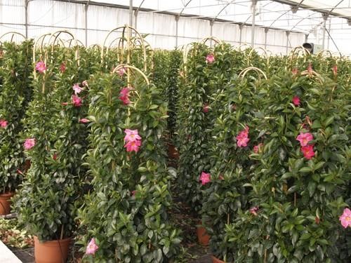  La campaña “El motivo eres tú” anima a desestacionalizar el consumo de flores y plantas ornamentales