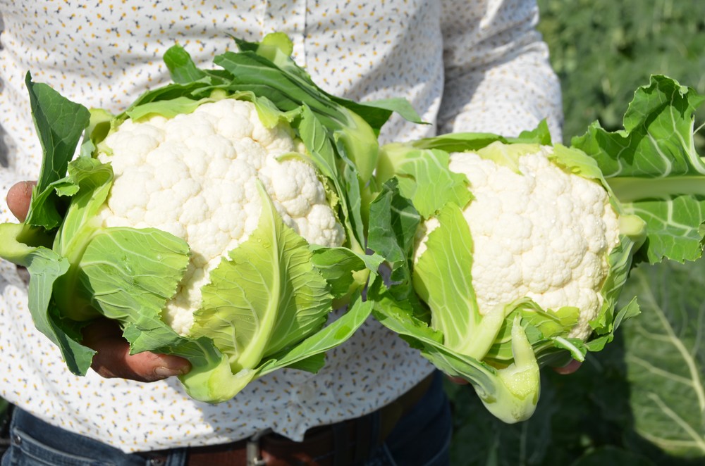 Rijk Zwaan responde al problema creciente de los patógenos con nuevas variedades de brassicas