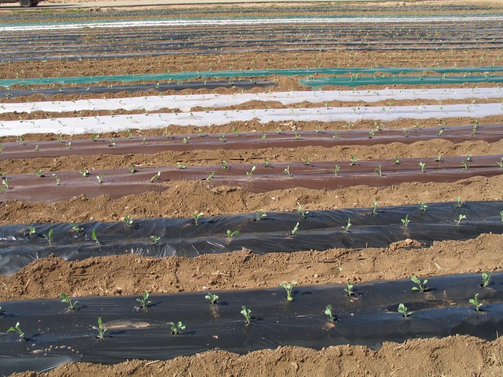  El IMIDA consigue reducir a seis meses el periodo de biodegradación de los restos plásticos de acolchados agrícolas