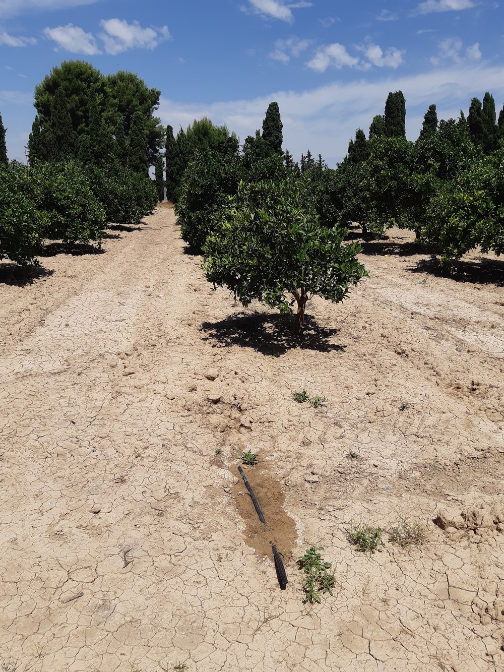 Agricultura fomenta el riego subterráneo en cítricos para el cumplimiento de la Ley de recuperación y protección del Mar Menor