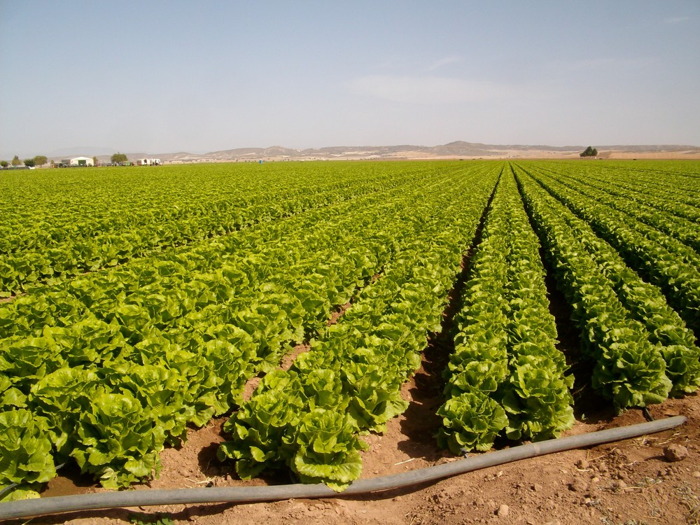 Las explotaciones agrícolas del entorno del Mar Menor deben comunicar el volumen de agua tomada antes de fin de año
