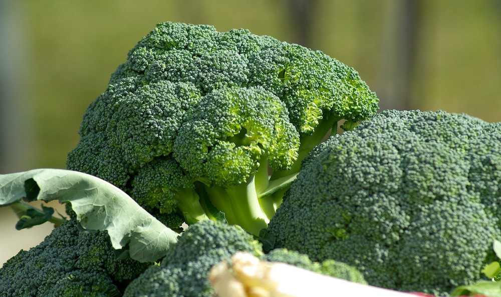 Las exportaciones hortofrutícolas murcianas resisten a la pandemia en 2020