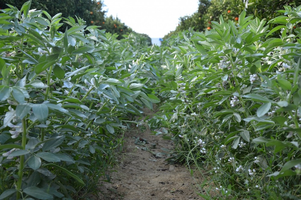 Diverfarming explica este miércoles las ventajas de la diversificación en cítricos
