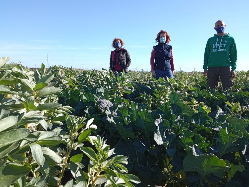 Mejoran la rentabilidad y sostenibilidad de cultivos hortícolas asociándolos a leguminosas