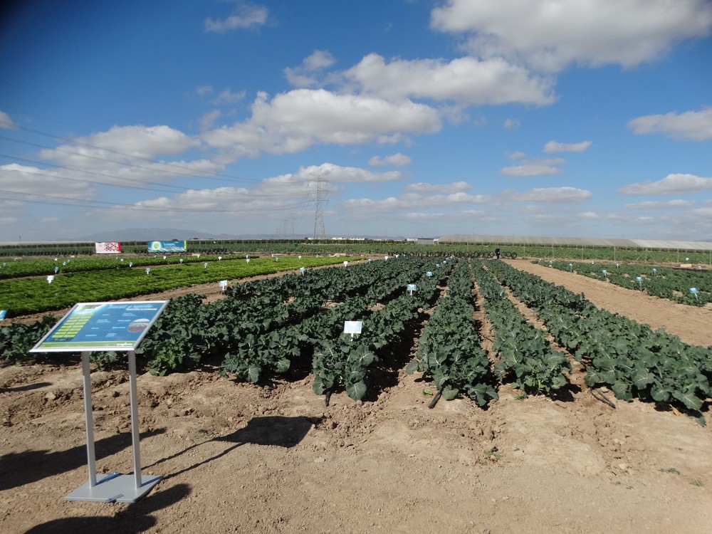 Syngenta presenta sus novedades en cultivos de hoja la próxima semana en Torre Pacheco