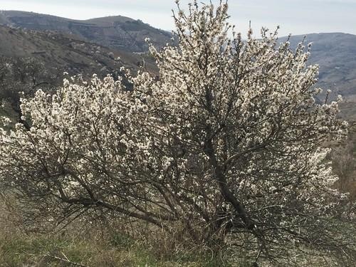 Nueva sentencia condenatoria por la explotación ilegal de una variedad vegetal protegida de almendro