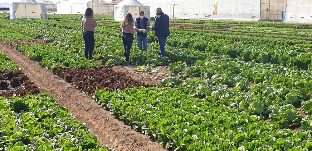 La innovación varietal hortícola brilla estos días en la Región de Murcia