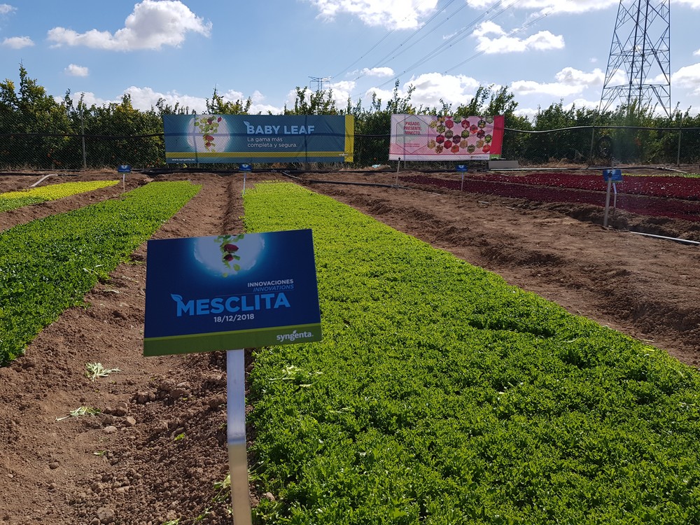 Syngenta trabaja en la innovación en cultivos de hoja, pieza clave para la sostenibilidad productiva y ambiental de este sector
