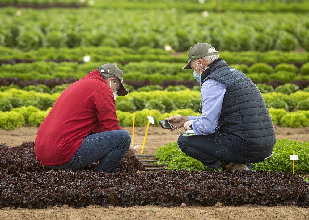 BASF amplía su portfolio de lechuga con variedades más resistentes para cubrir todo el ciclo