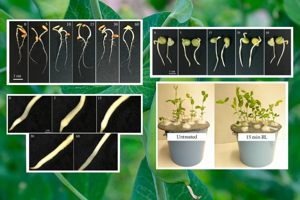 Desarrollan un sistema inteligente que controla el crecimiento vegetal 'in vitro'