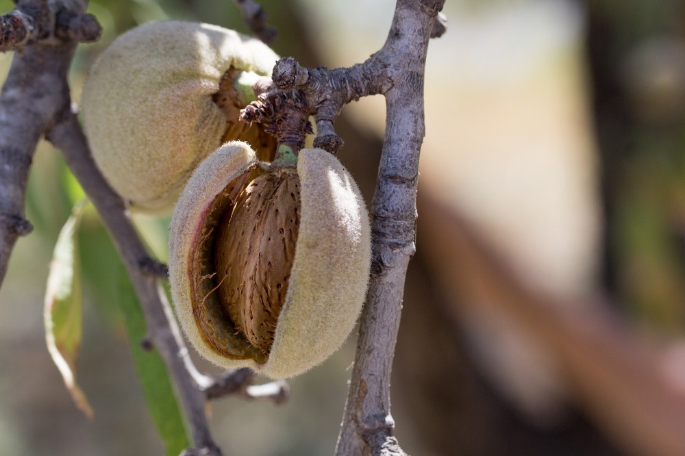 El Ministerio de Agricultura, Pesca y Alimentación asigna los nuevos derechos de la Reserva Nacional de Pago Básico solicitados en 2020