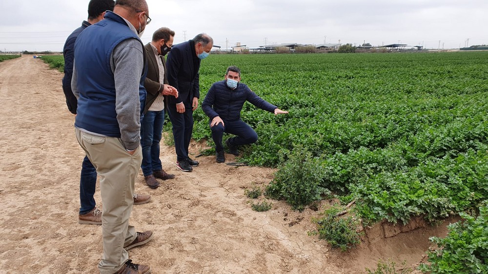 Resultados positivos en el uso de biofertilizantes para eliminar el aporte de nitrógeno a la agricultura del Campo de Cartagena