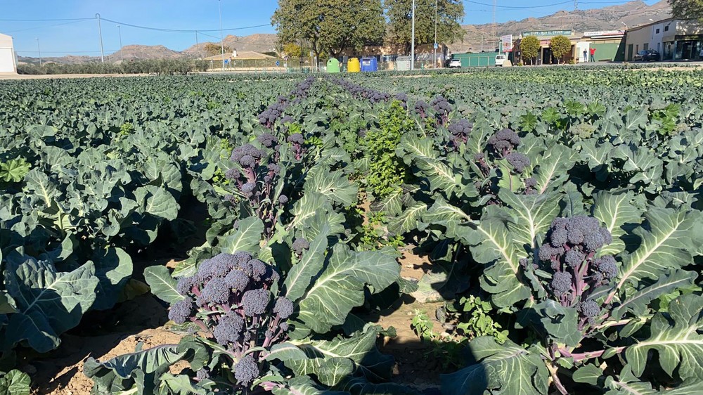 Seminis amplía su catálogo de brassicas con variedades que facilitan la recolección mecánica y más peso específico de las pellas