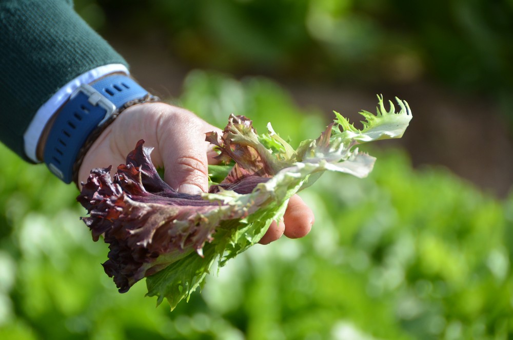 Versatilidad, más resistencias y un ciclo de cultivo completo, las novedades de Nunhems en lechuga