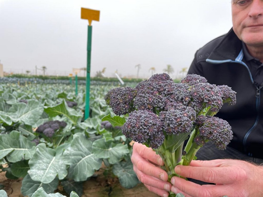 Bejo muestra sus novedades en hoja y brásicas en el Campo de Cartagena